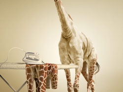 长颈鹿在Photoshop中脱衣服