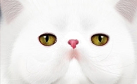 PS鼠绘神态憨厚的小白猫头像
