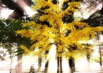 Photoshop模拟阳光穿透树林