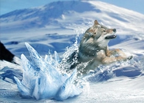 Photoshop合成从冰雪中冲出的狼特效