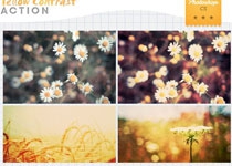 花朵静物照片秋季金黄效果调色动作