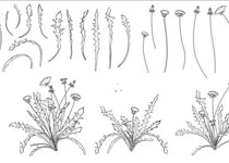 蒲公英植物线条装饰PS笔刷