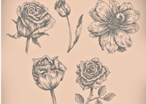 手绘复古的玫瑰花PS笔刷