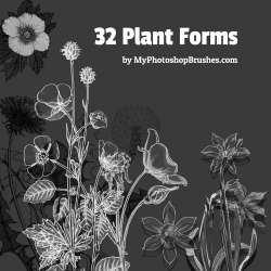 32款植物线描花朵花卉PS笔刷