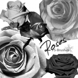 玫瑰花花朵和花卉PS笔刷