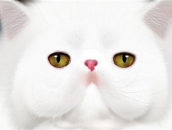 Photoshop绘制非常萌的白猫头像