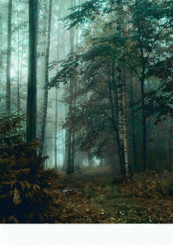 Photoshop合成森林中的弓箭手场景图