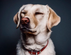 Photoshop绘制可爱的狗狗教程