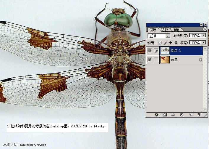 PS抠图：图层混合的方法换蜻蜓背景的教程 