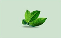 Photoshop合成绿色清新的茶叶海报教程,PS教程,素材中国