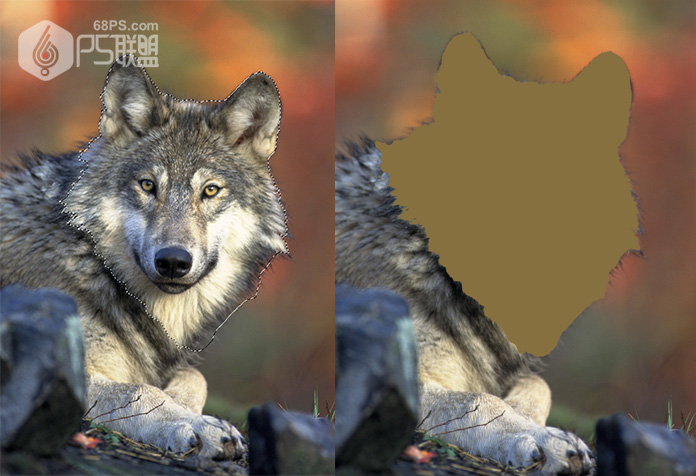 Photoshop给狼头照片添加素描铅笔画效果,PS教程,素材中国网