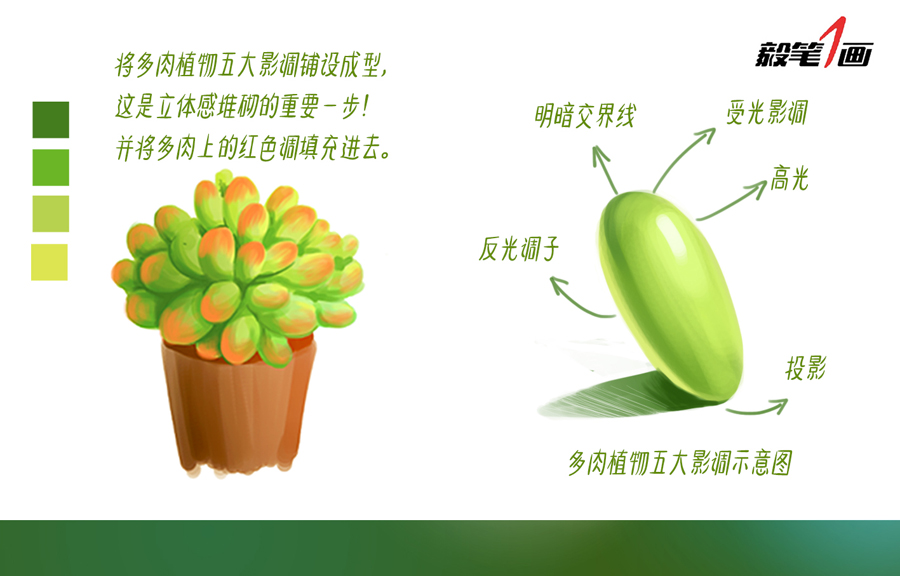 Photoshop详细解析多肉植物的绘制过程,PS教程,素材中国网